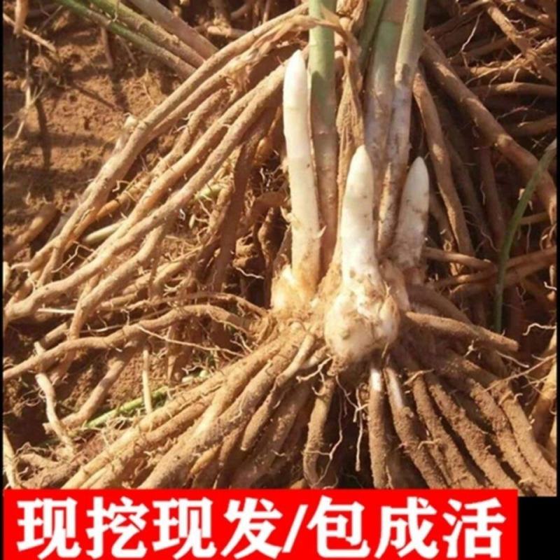 芦笋苗芦笋根苗
