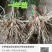 芦笋苗芦笋根苗