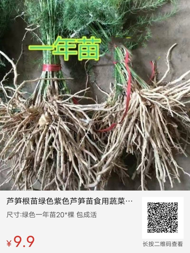 芦笋苗芦笋根苗