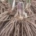 芦笋苗芦笋根苗