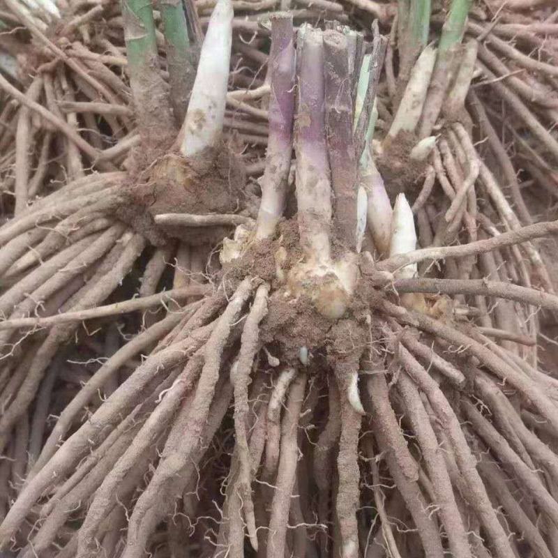 芦笋苗芦笋根苗