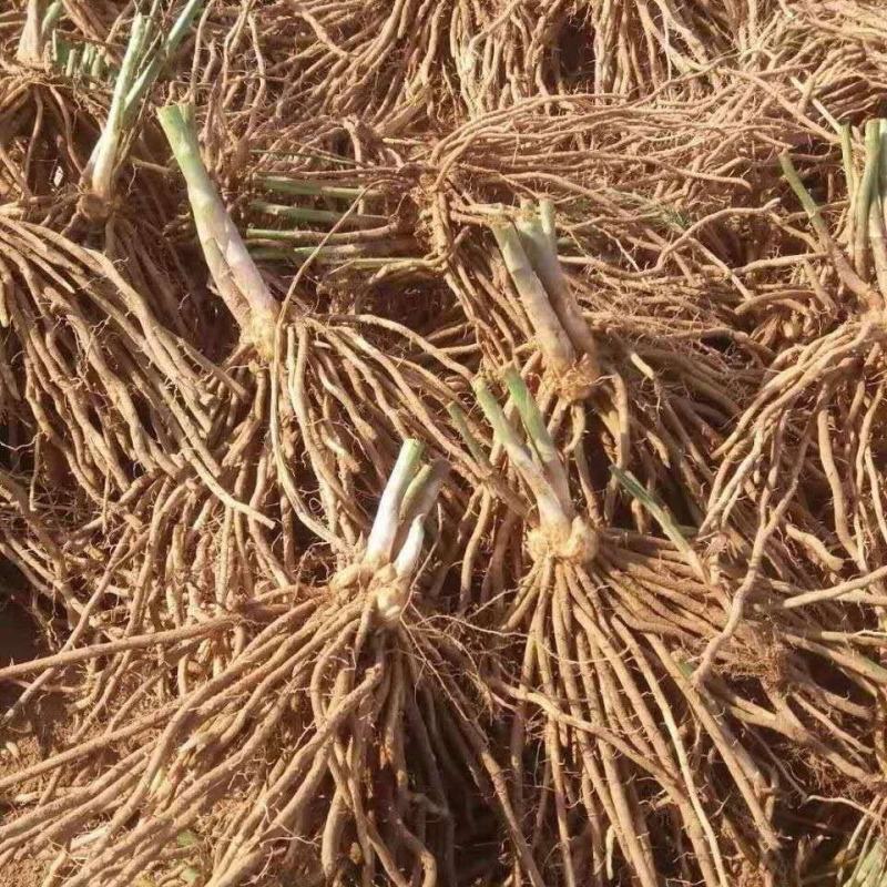 芦笋苗芦笋根苗