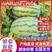 山西西瓜精品绿宝八号西瓜产地直供量大从优欢迎联系