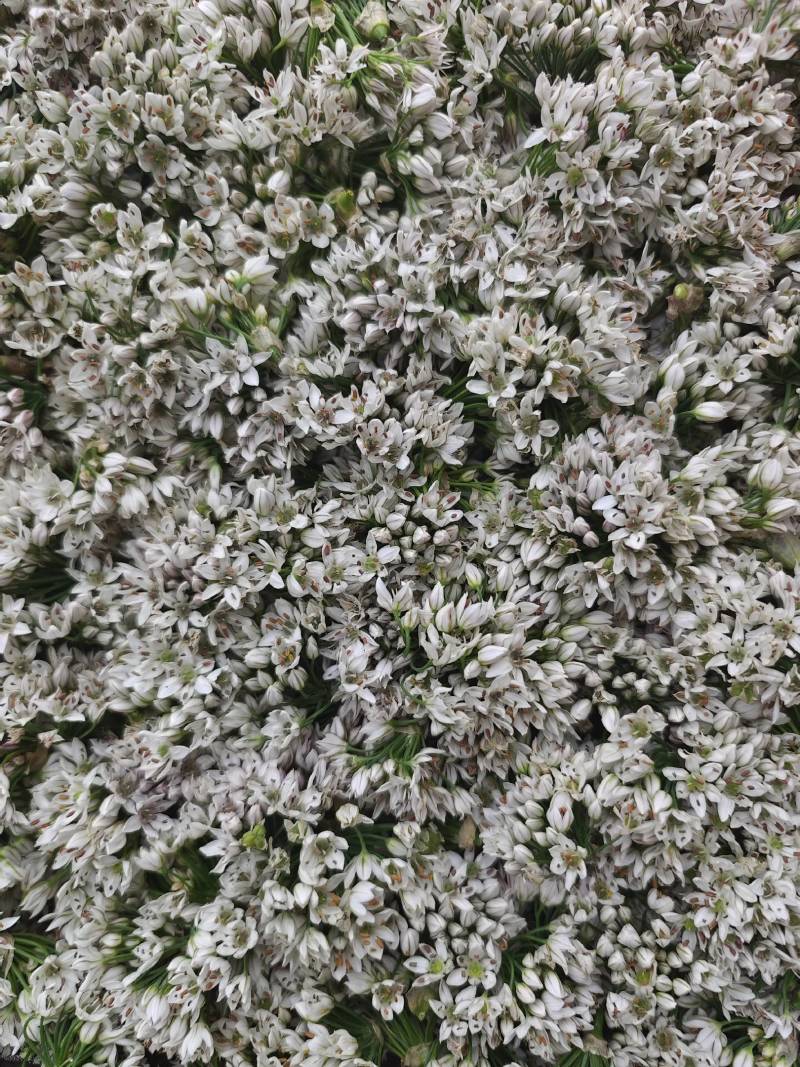 【韭菜花】当地特产草原韭菜花酱！常年有货产地直发
