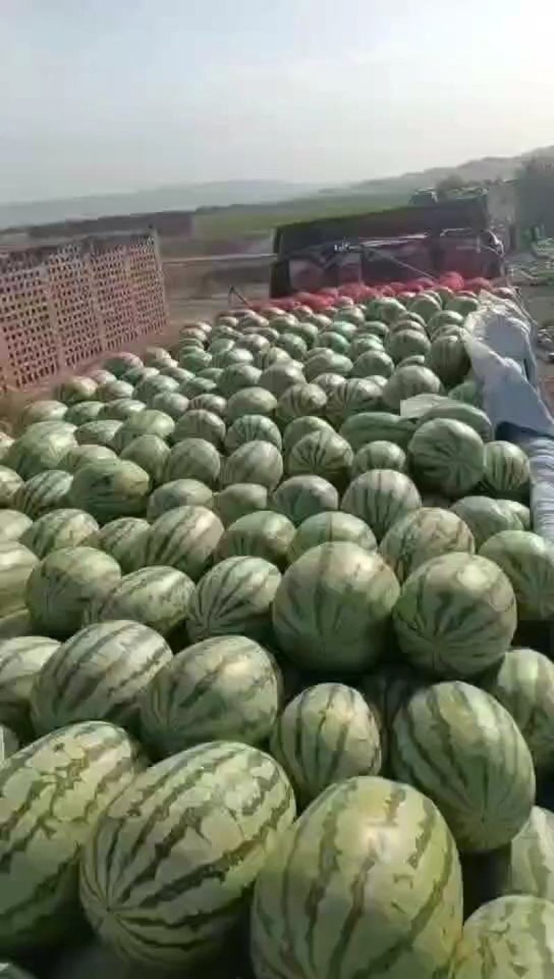 【实力】甘肃宁夏西瓜，美都西瓜，产地直发可视频看货