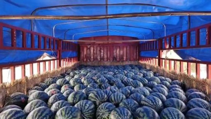 【实力】甘肃宁夏西瓜，美都西瓜，产地直发可视频看货