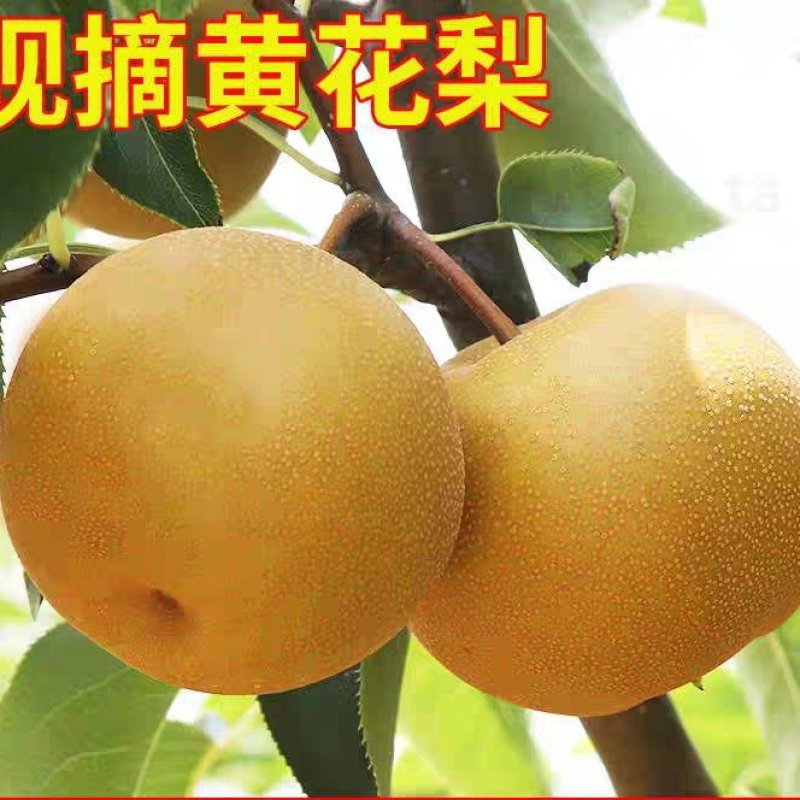 黄花梨产地一手货源，现摘现发大量有货欢迎来电订购