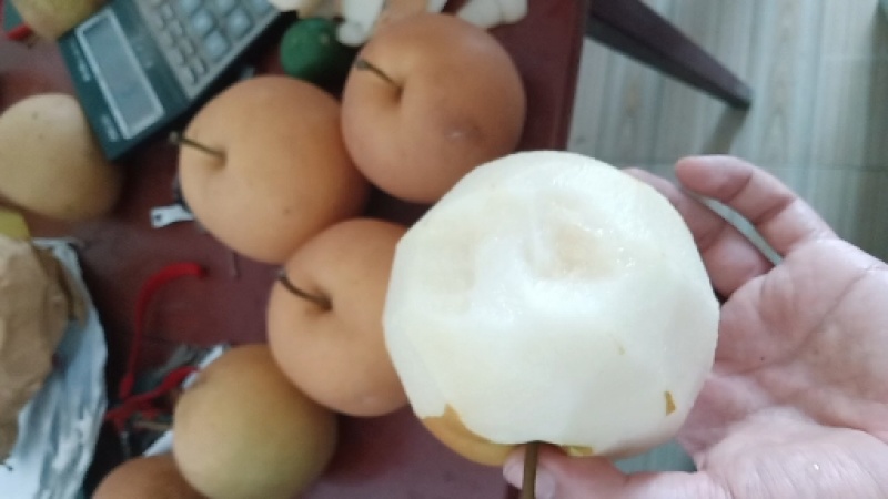 黄花梨产地一手货源，现摘现发大量有货欢迎来电订购