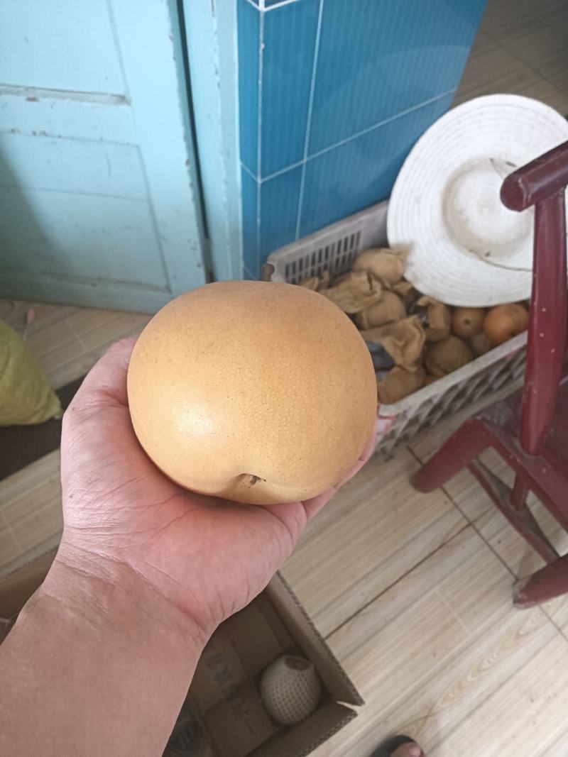 黄花梨产地一手货源，现摘现发大量有货欢迎来电订购