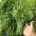 精品龙须菜每天采摘新鲜出货常年供应量大从优