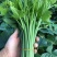 精品龙须菜每天采摘新鲜出货常年供应量大从优