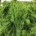 精品龙须菜每天采摘新鲜出货常年供应量大从优