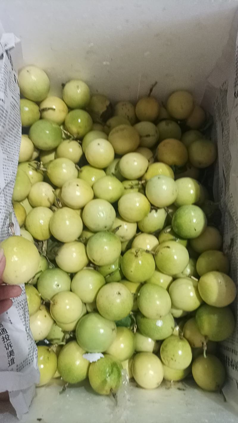黄金百香果，钦蜜9号，产地代办代发，