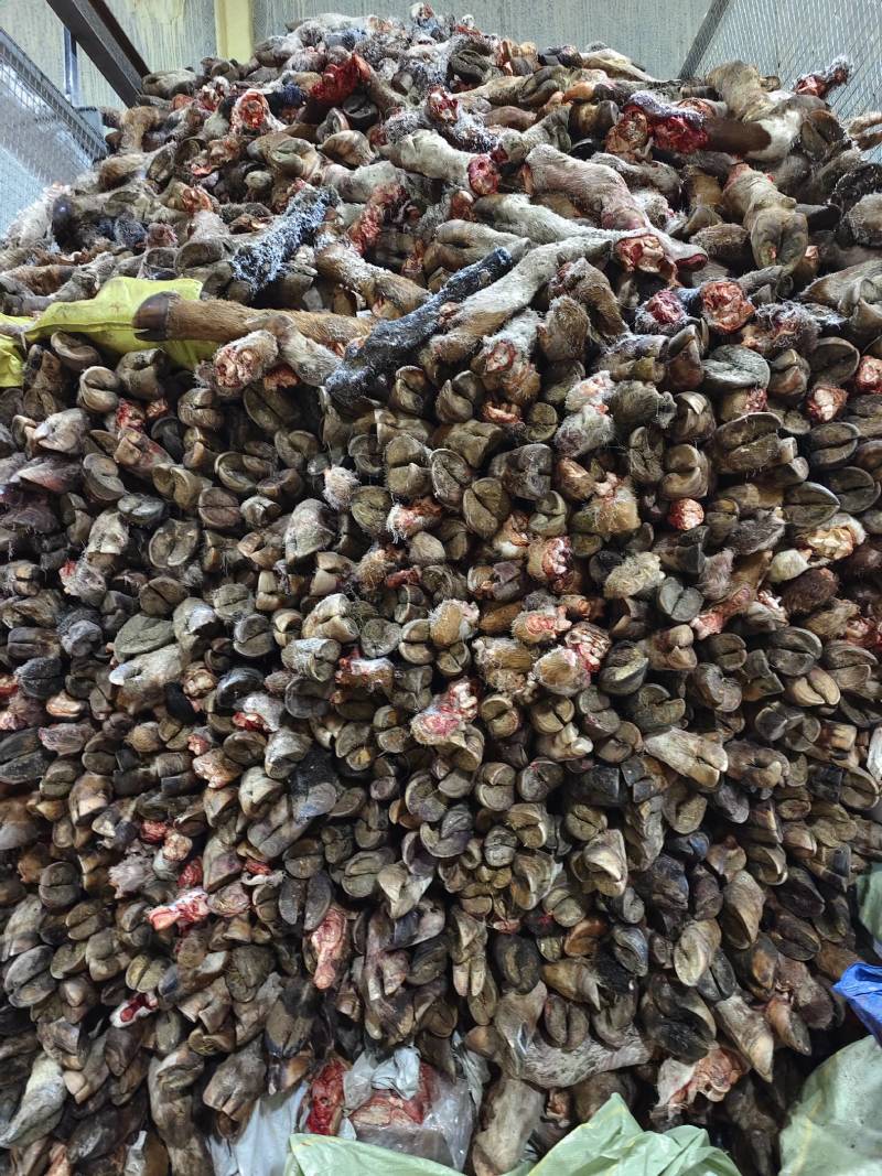 【牛蹄】黄牛的毛蹄！实图拍摄！大小不等统出！