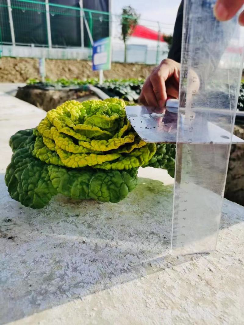 乌塌菜种子株型矮耐寒性强！适应性广黄心乌塌菜种子