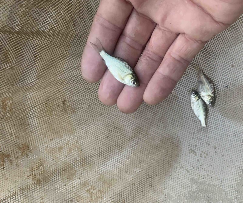 鲫鱼