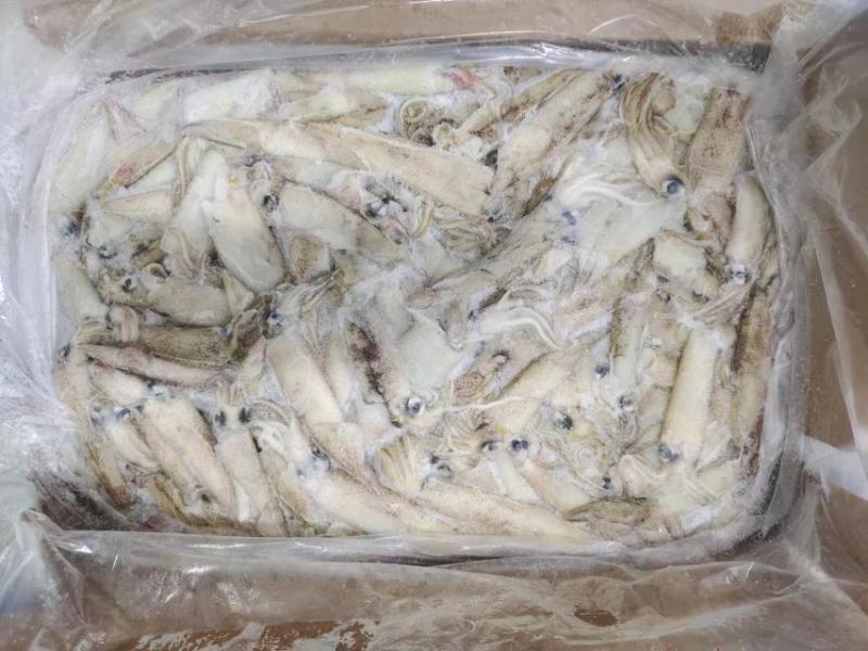 原装笔管鱼笔管鱼母体含量35%