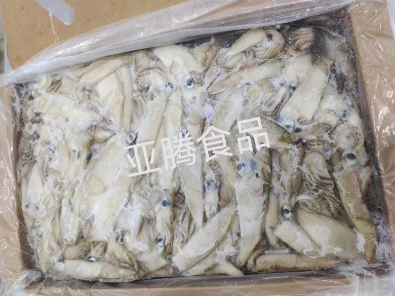 原装笔管鱼笔管鱼母体含量35%