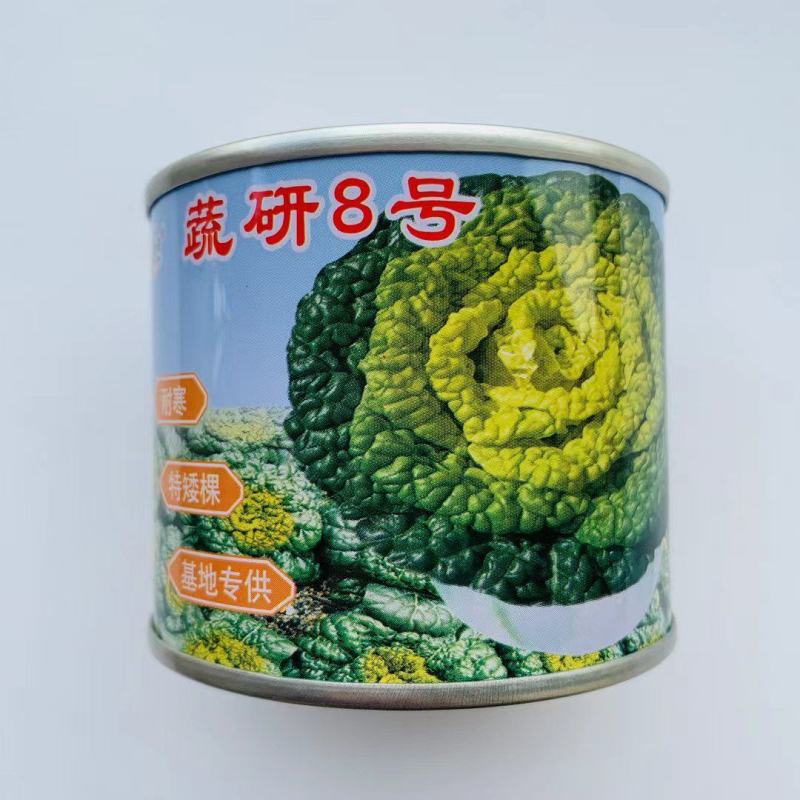黄心乌塌菜种子基地专用品种耐寒矮棵产量高口感好