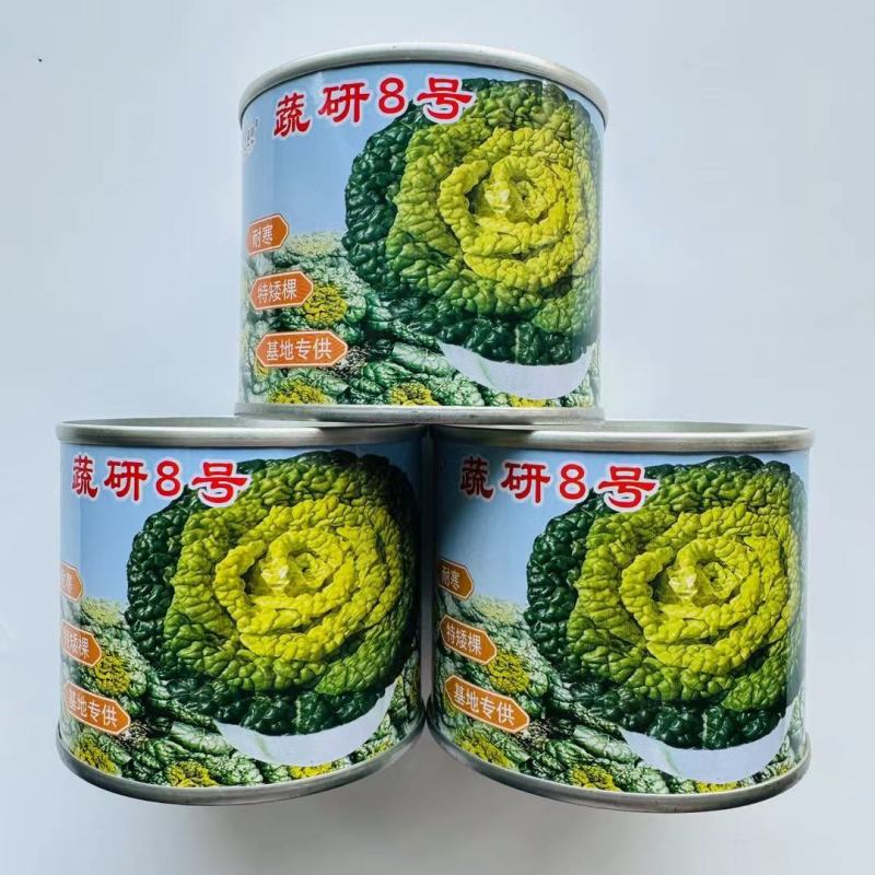 黄心乌塌菜种子基地专用品种耐寒矮棵产量高口感好