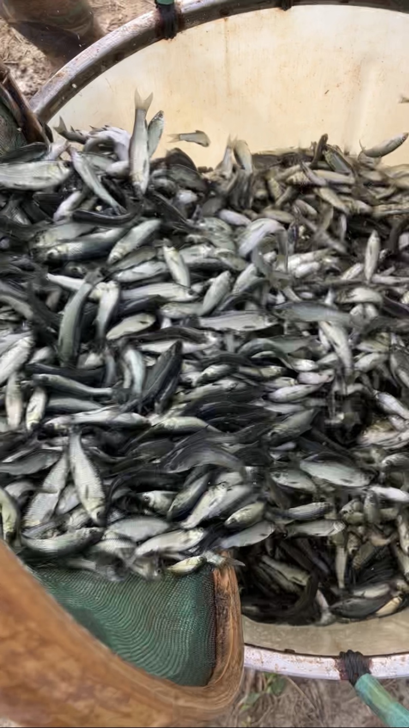青鱼苗一斤50尾左右，量大价优，江苏常州