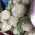 大量供应松花菜，产地一手货源。量大质优。支持视频看货。