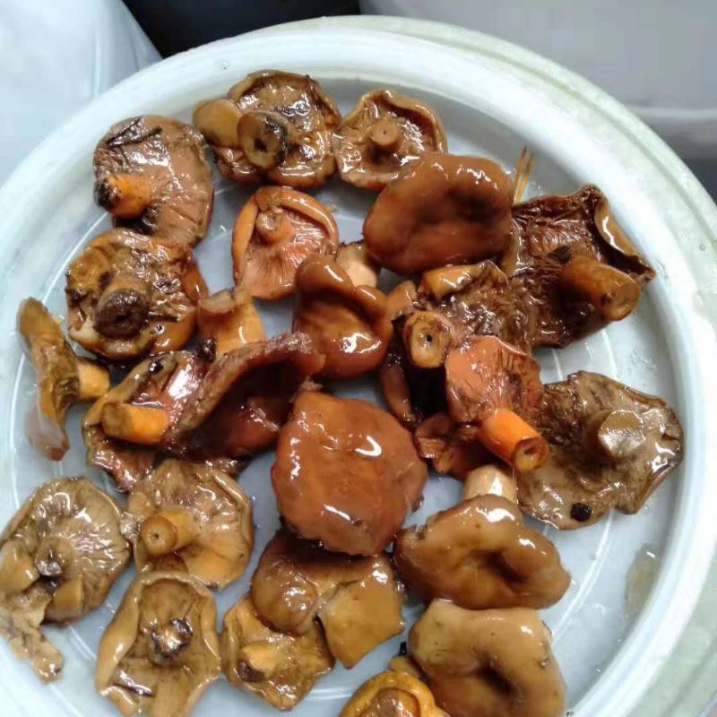 新鲜腌制清水重阳菌松树菌寒菌谷熟菌袋装枞菌