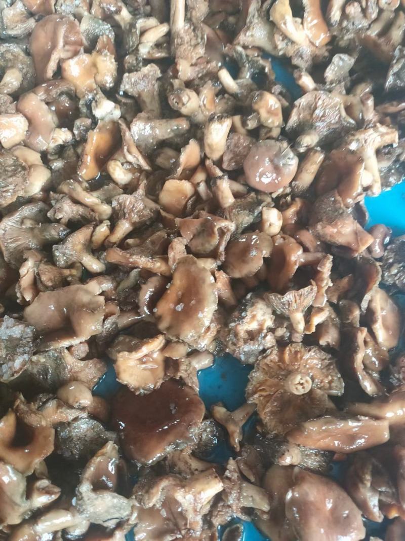 新鲜腌制清水重阳菌松树菌寒菌谷熟菌袋装枞菌