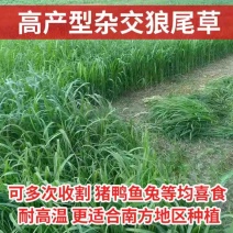 杂交狼尾草种子荒山荒坡复绿工程用狼尾草牧草种子