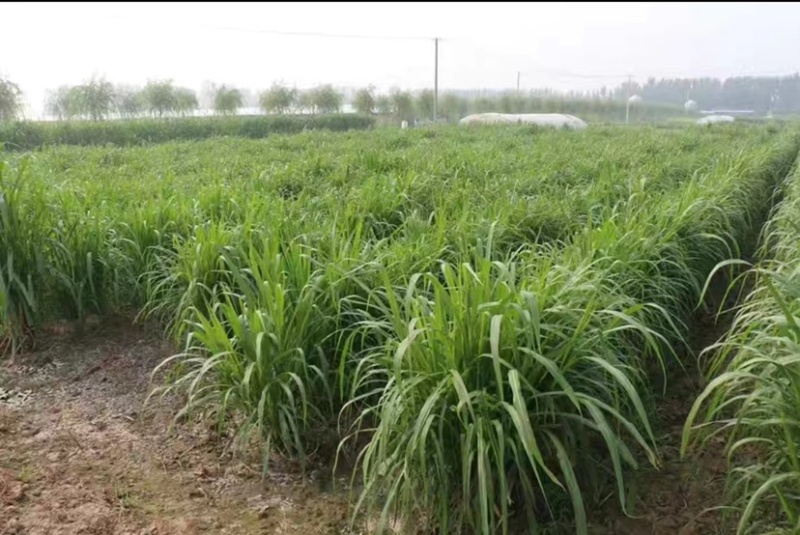 杂交狼尾草种子荒山荒坡复绿工程用狼尾草牧草种子