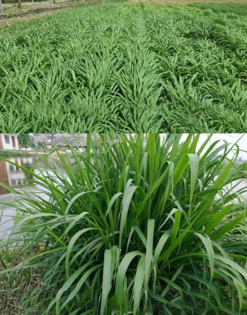 杂交狼尾草种子荒山荒坡复绿工程用狼尾草牧草种子