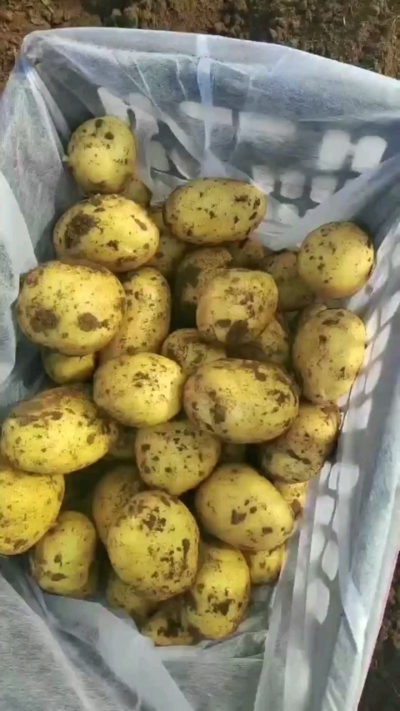 土豆种子，脱毒种子，高产土豆种子，北京土豆种子公司，品种