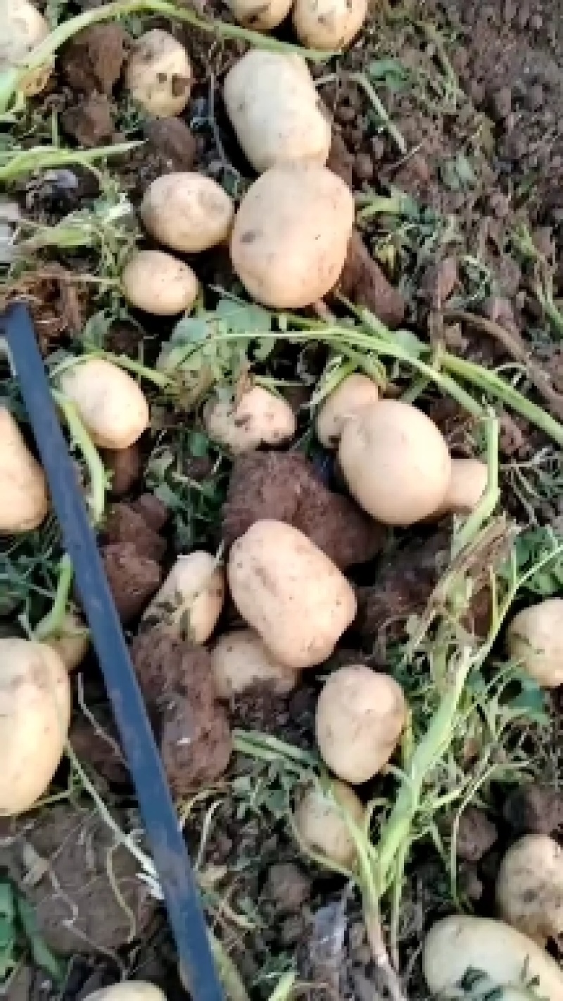 土豆种子，脱毒种子，高产土豆种子，北京土豆种子公司，品种