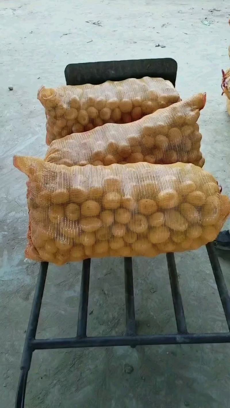 土豆种子，脱毒种子，高产土豆种子，北京土豆种子公司，品种