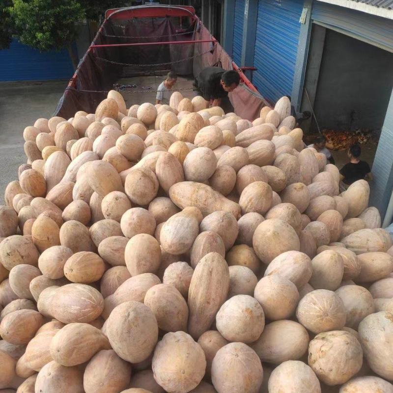 重庆密本南瓜老南瓜规格多样，货源充足，价格公道，电联