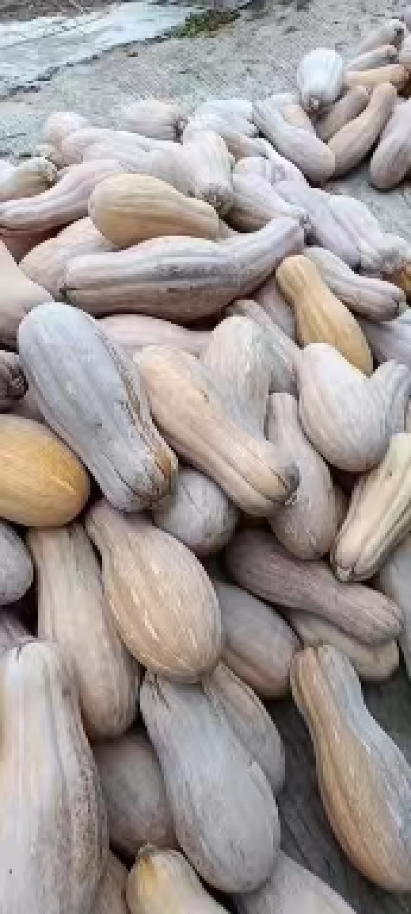 重庆密本南瓜老南瓜规格多样，货源充足，价格公道，电联