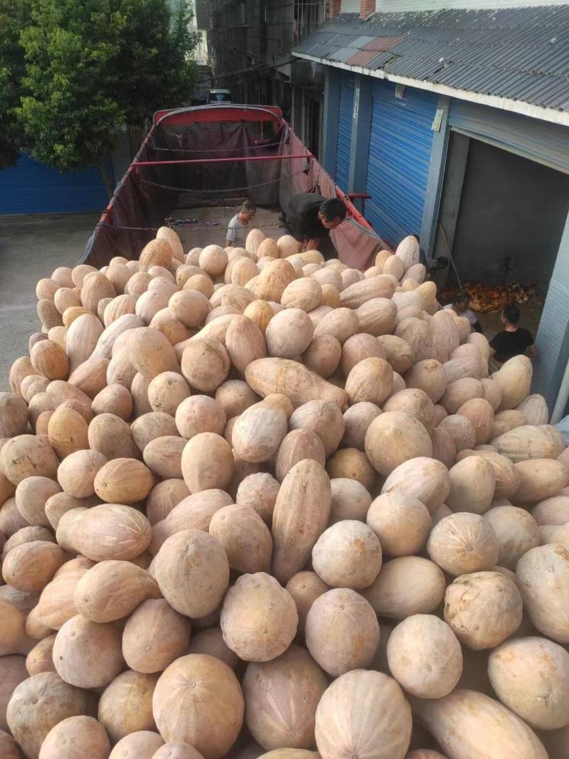重庆密本南瓜老南瓜规格多样，货源充足，价格公道，电联