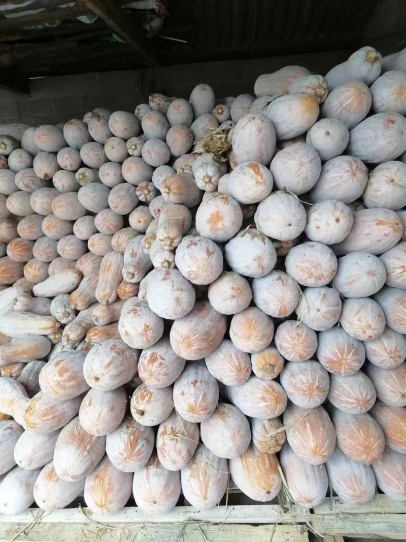 重庆密本南瓜老南瓜规格多样，货源充足，价格公道，电联