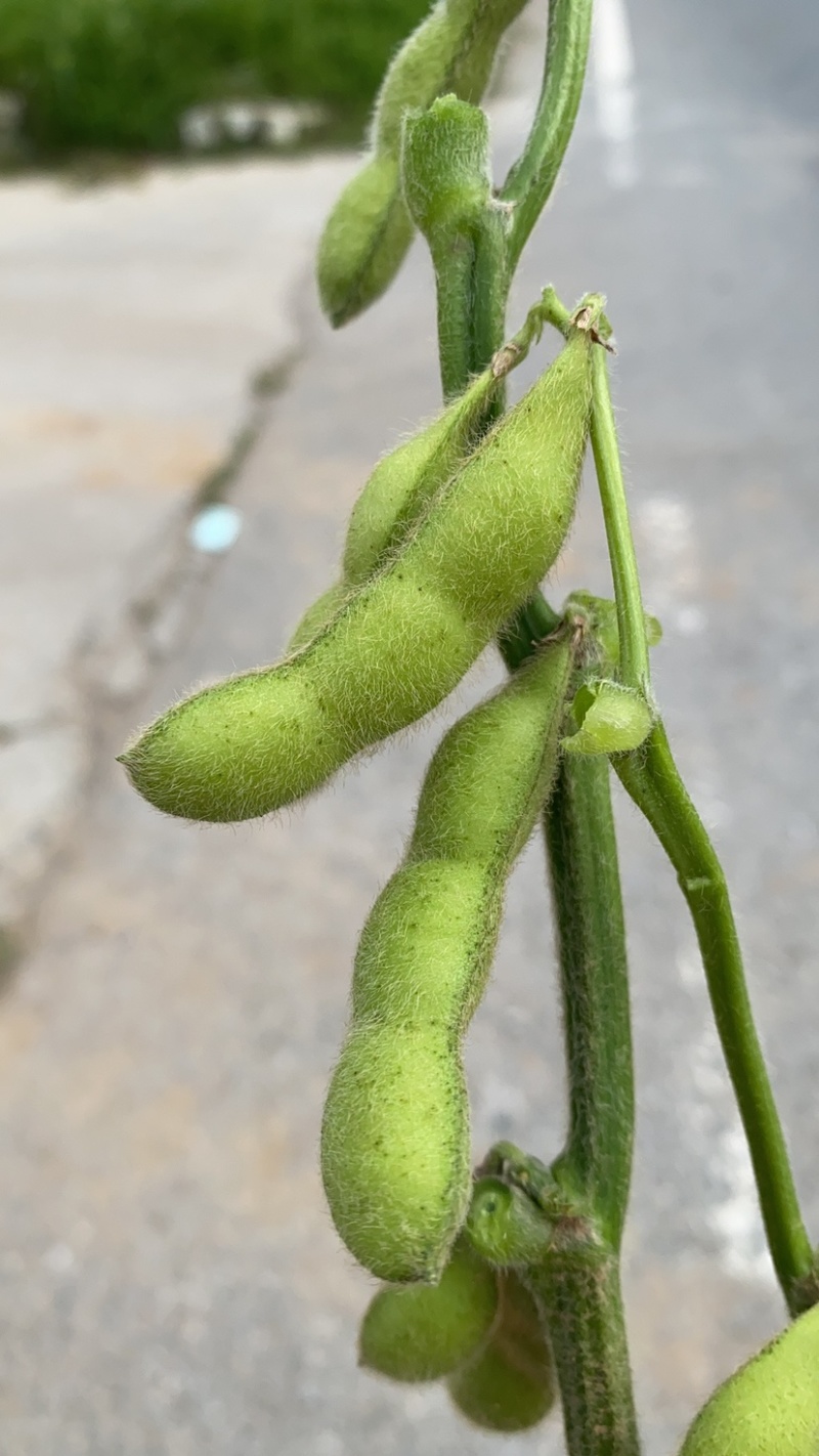 山东郯城县翠绿宝原包毛豆大量上市产地直发