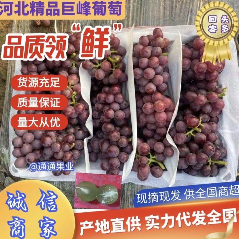 河北唐山乐亭精品巨峰葡萄口感甜枝子绿耐运量大从优