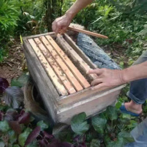 武宁深山野生树洞锋蜜