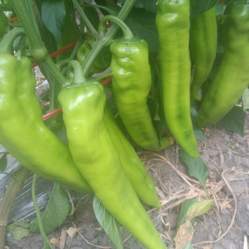 青牛角，和红牛角尖椒