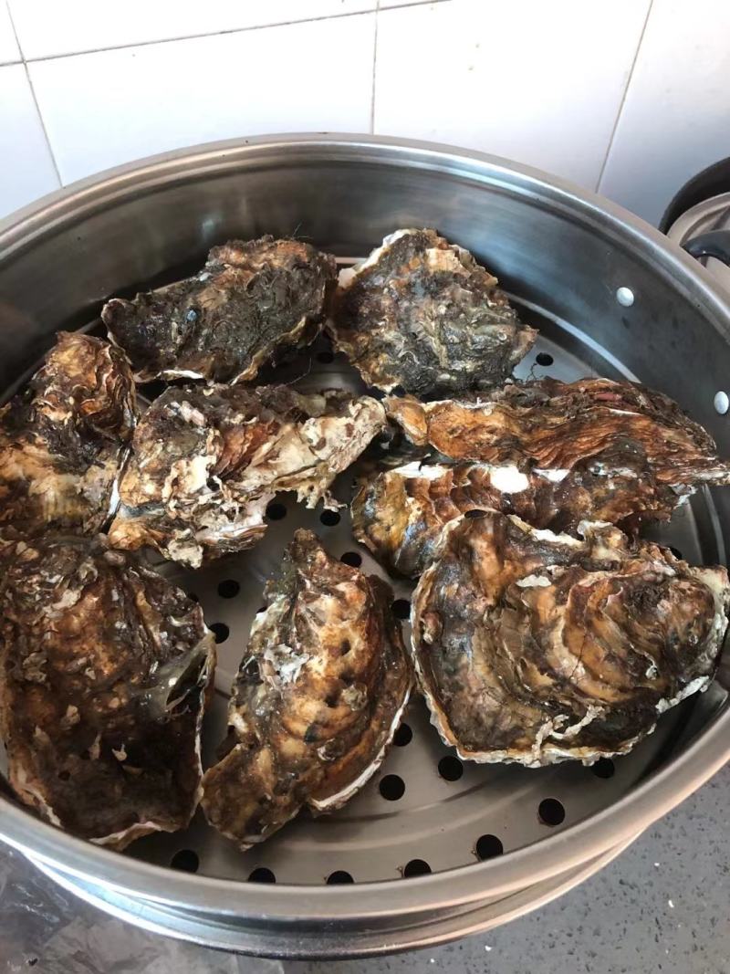 生蚝