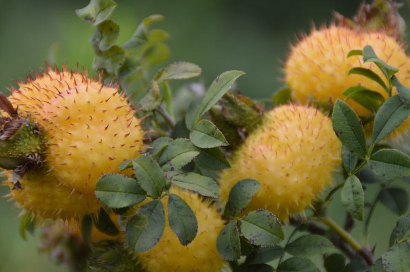 刺梨鲜
