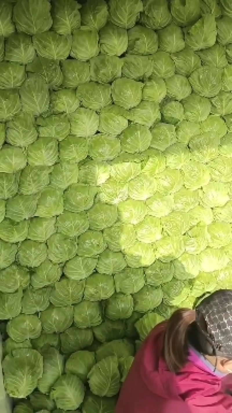 河北张家口甘蓝精品圆包菜基地直供，一手货源保质保量