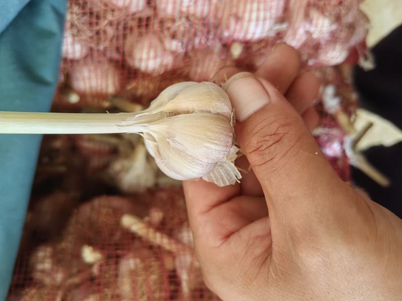 脱水四六瓣蒜米料包装货市场货商超货