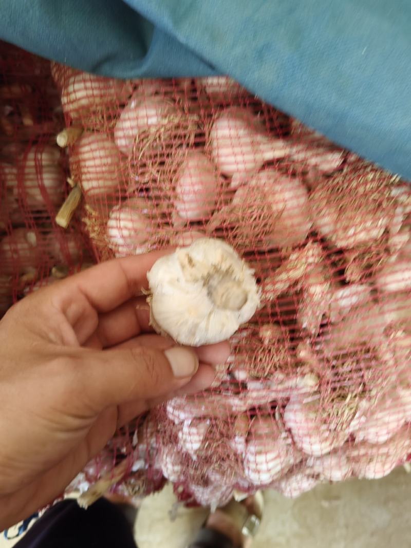 脱水四六瓣蒜米料包装货市场货商超货