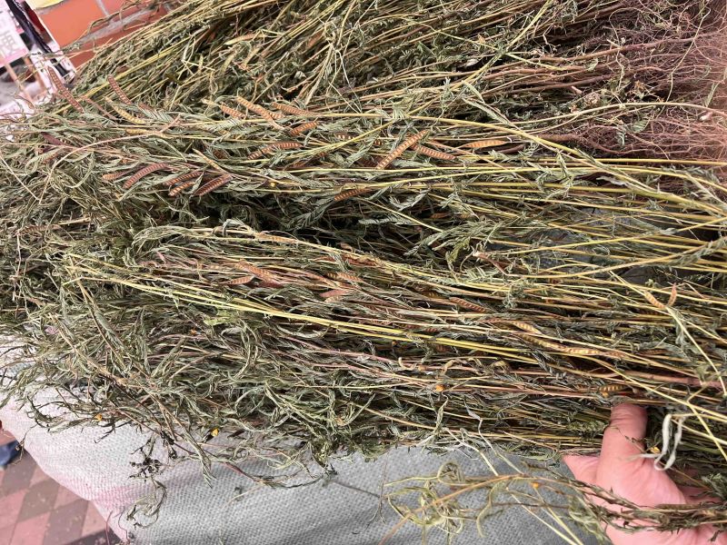 软肝草整条切段两种规格3公斤起发