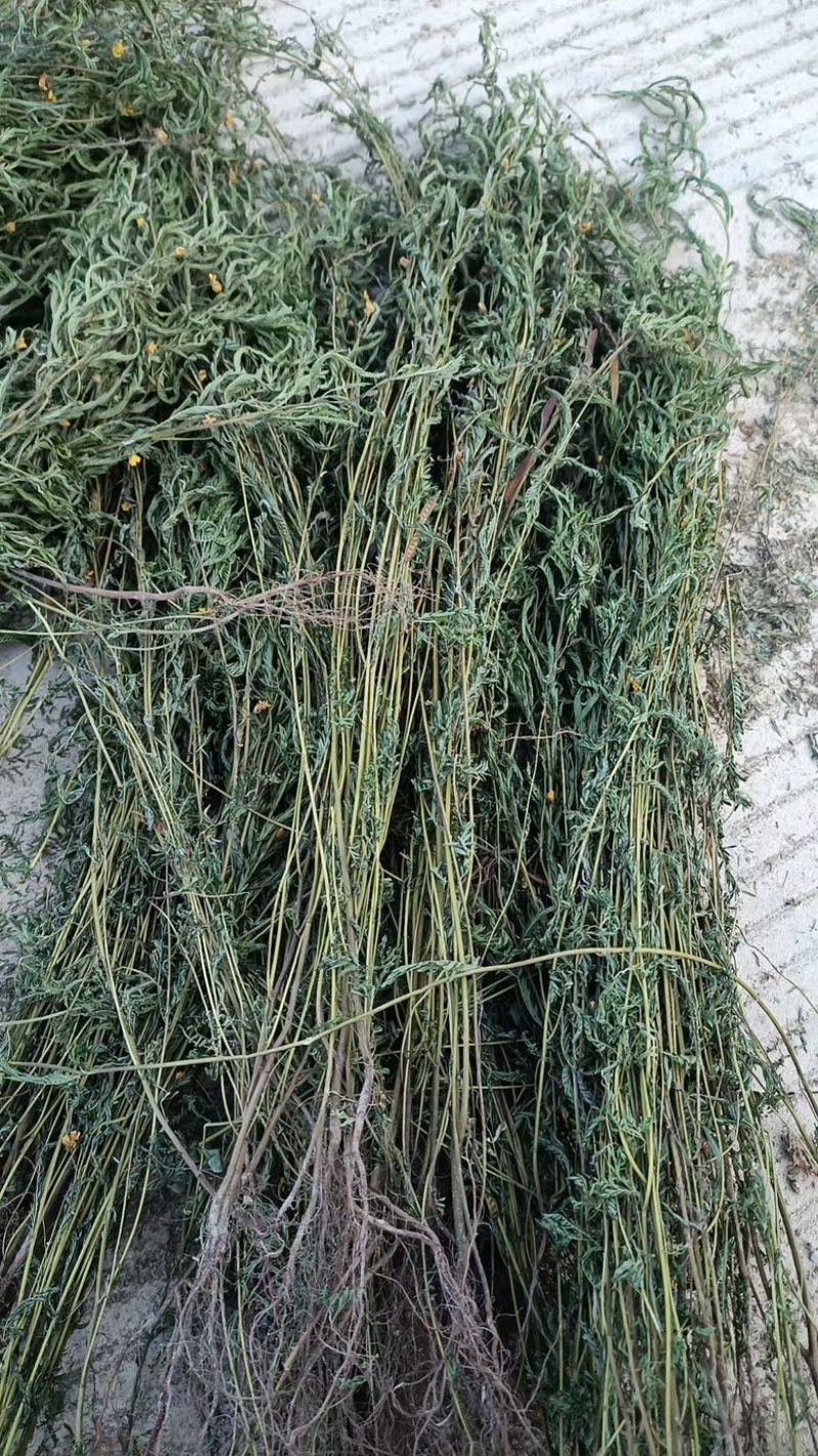 软肝草整条切段两种规格3公斤起发
