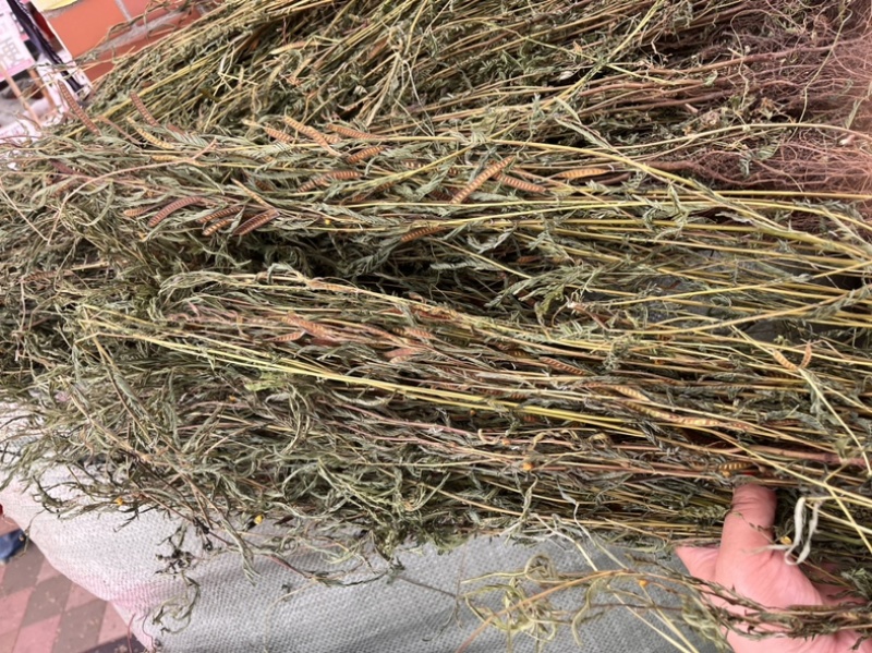 软肝草整条切段两种规格3公斤起发